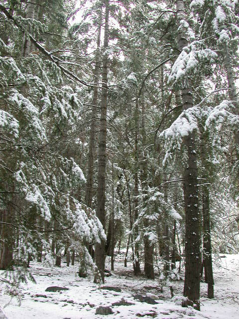 14_enchanted_forest
