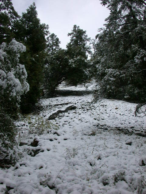 17_enchanted_forest