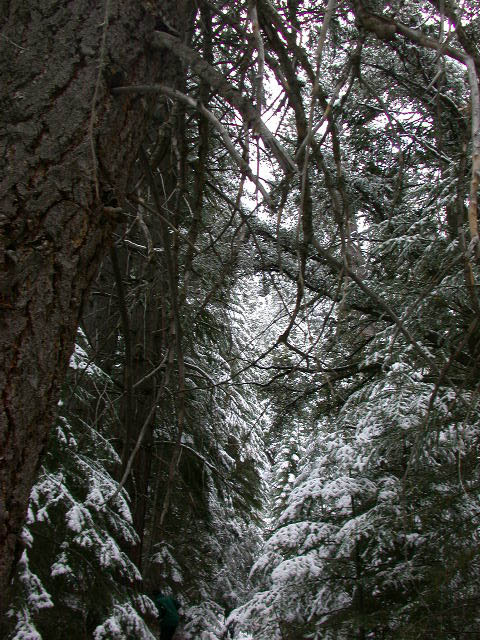 18_enchanted_forest