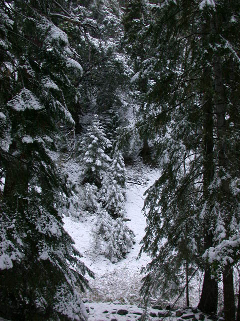 22_enchanted_forest