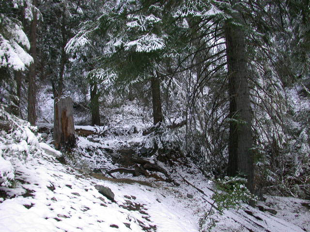 23_enchanted_forest