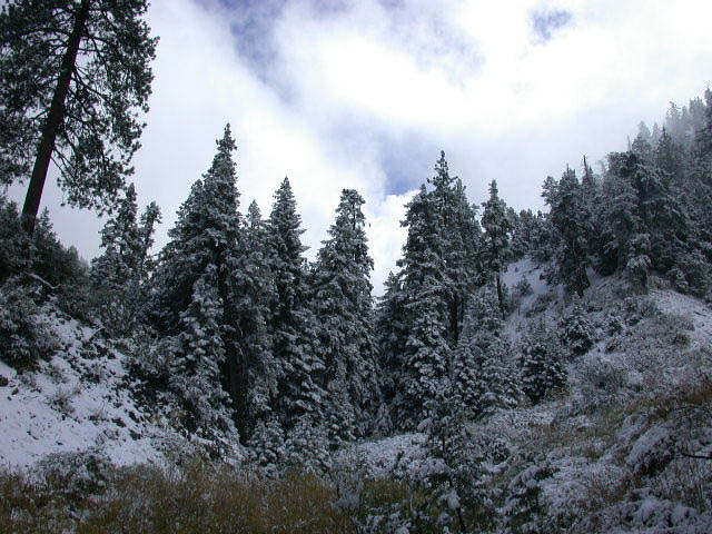 25_tree_line