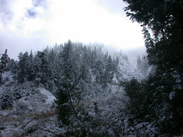 26_trees_and_mist