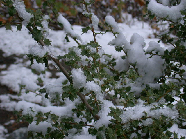 29_holly