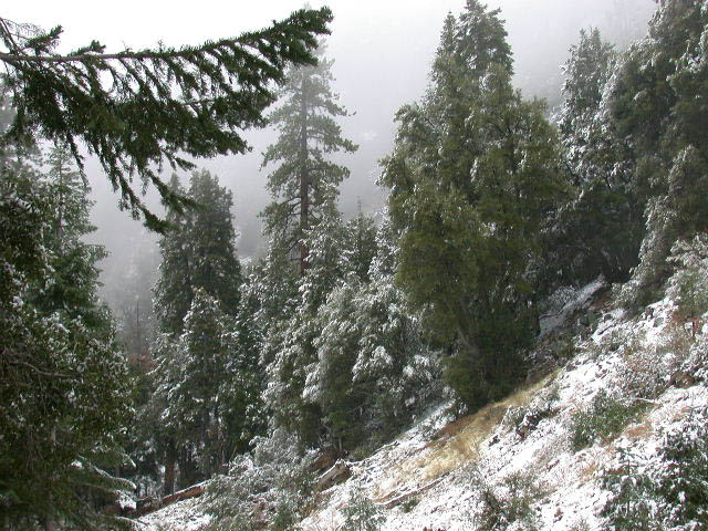 30_forest