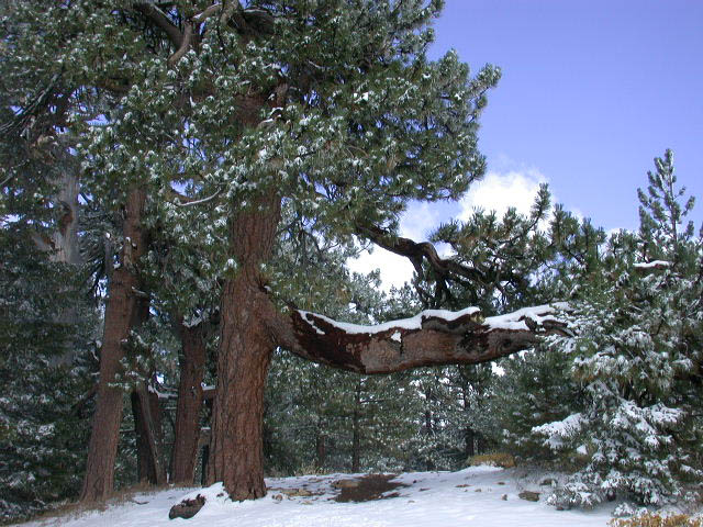 39_tree