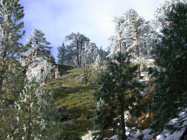 39_white_trees