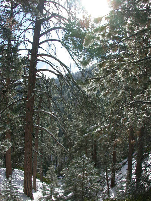 41_trees
