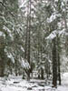 14_enchanted_forest