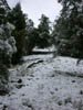 17_enchanted_forest