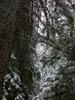 18_enchanted_forest