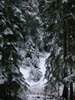 22_enchanted_forest