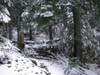 23_enchanted_forest