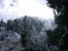 26_trees_and_mist
