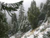 30_forest
