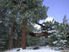 39_tree