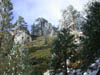39_white_trees