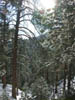 41_trees